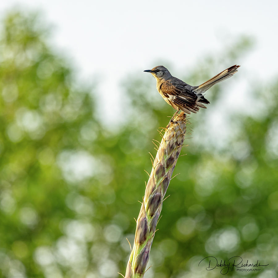 Mockingbird At Sunrise Photograph By Debby Richards - Fine Art America