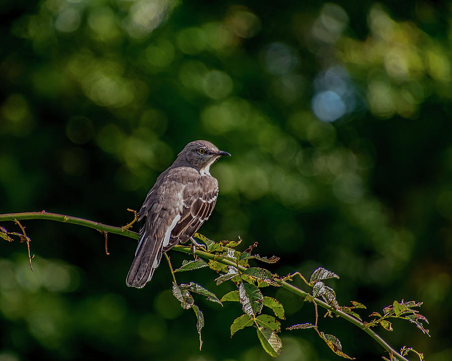 Mockingbird Branch Photograph by Cathy Kovarik