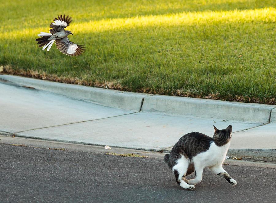 Mockingbird chases cat Photograph by Angelo DeSantis