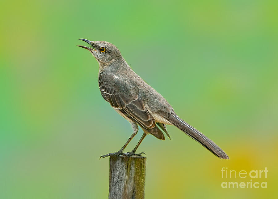 Mockingbird Chatter Photograph by Judy Kay