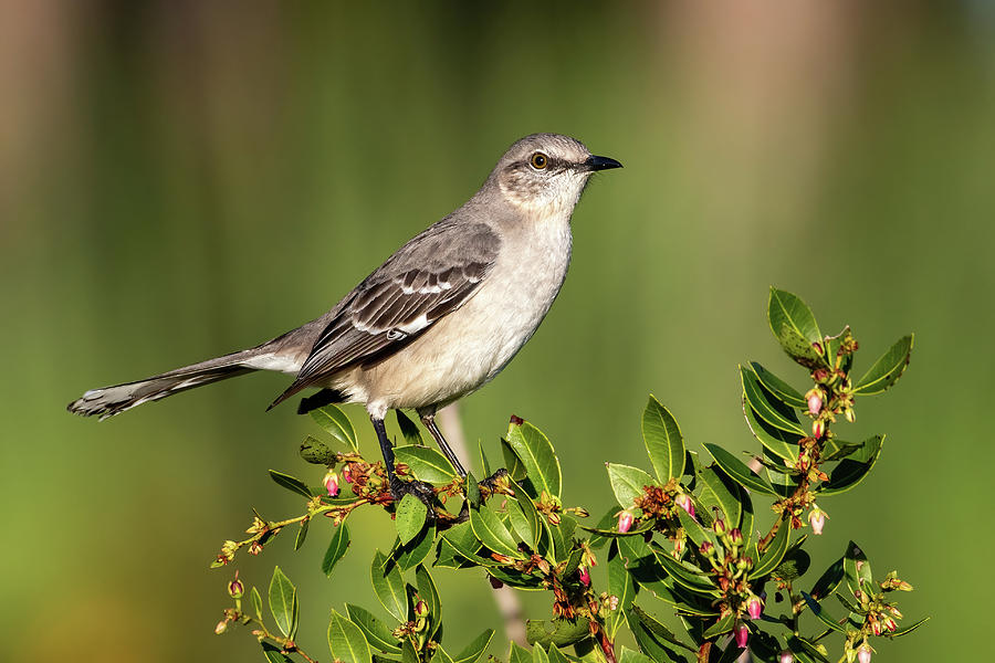 Mockingbird in a Fetterbush Photograph by Bradford Martin
