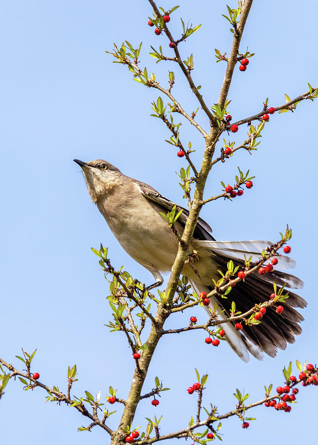 Mockingbird in a Holly Tree 1 Photograph by Rachel Morrison