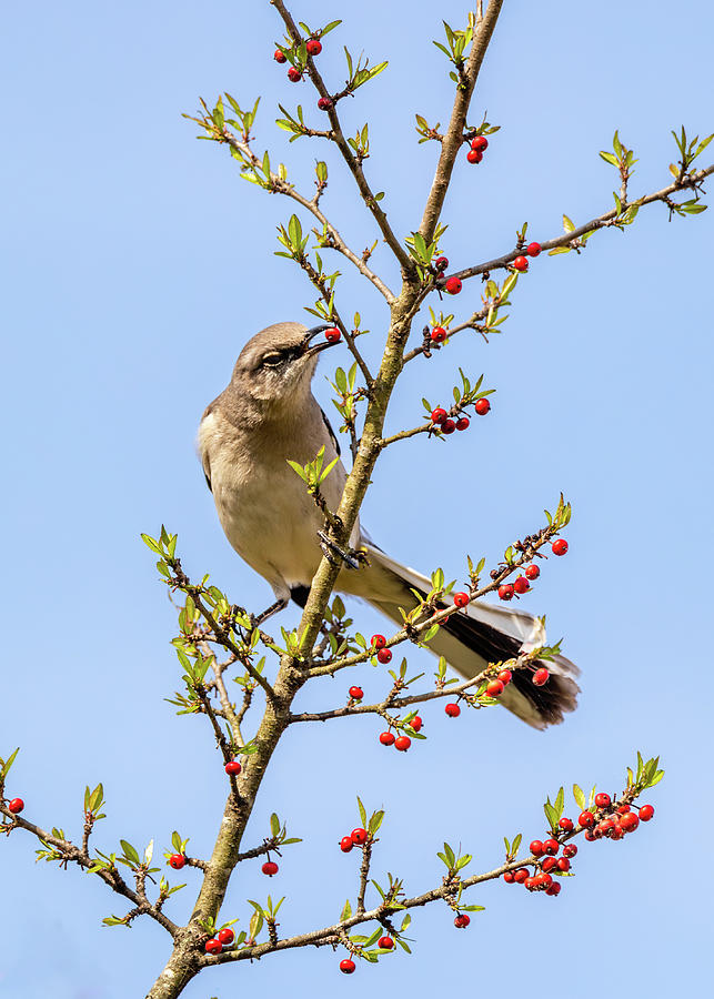 Mockingbird in a Holly Tree 2 Photograph by Rachel Morrison