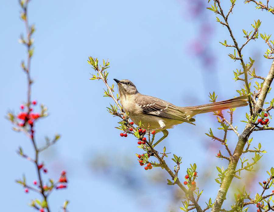 Mockingbird in a Holly Tree 3 Photograph by Rachel Morrison