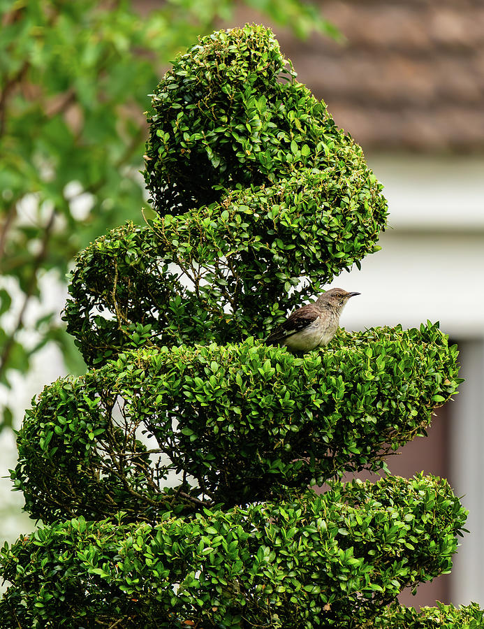Mockingbird in a Spiral Hedge Photograph by Rachel Morrison