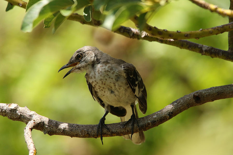 Mockingbird in a tree Photograph by Montez Kerr