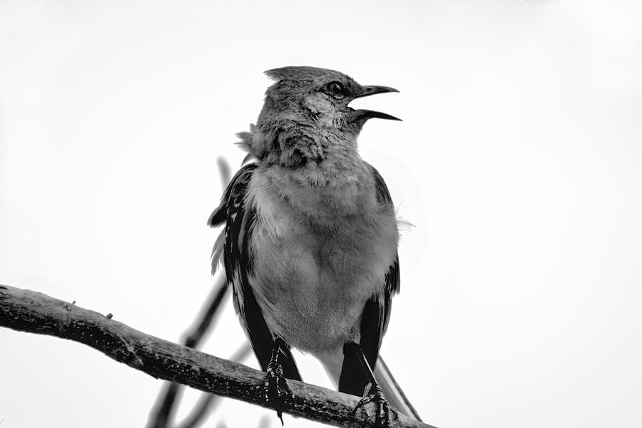 Mockingbird in bkack and white Photograph by Montez Kerr