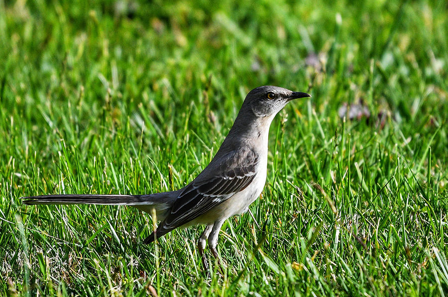 Mockingbird in Grass Photograph by Evan Foster