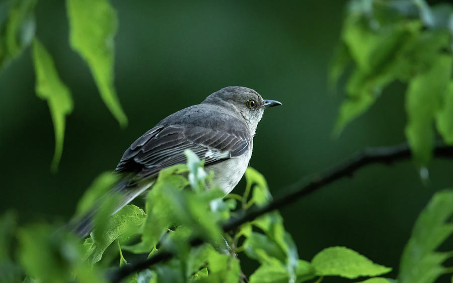 Mockingbird In Late Afternoon Photograph