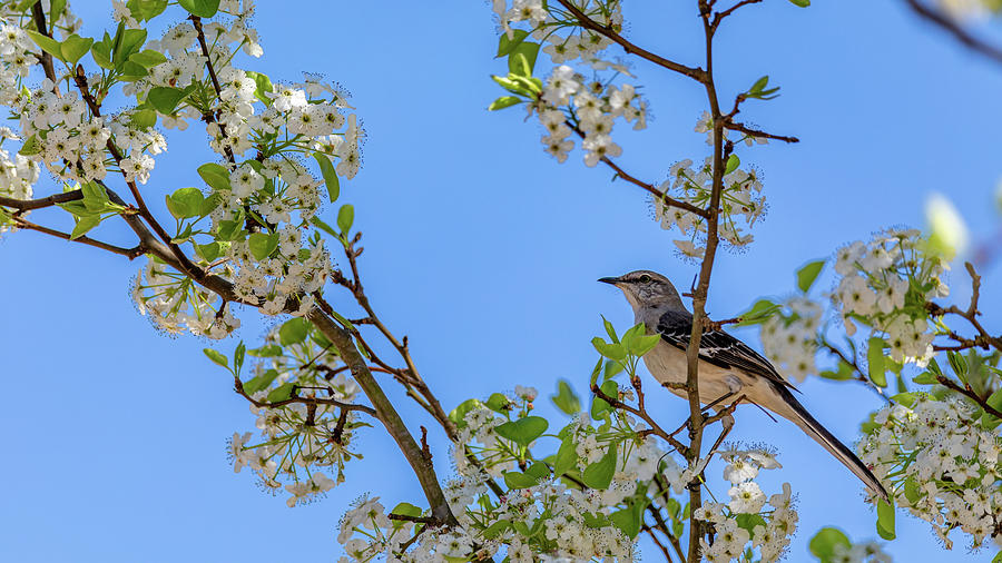 Mockingbird in Pear Blossoms Photograph by Rachel Morrison