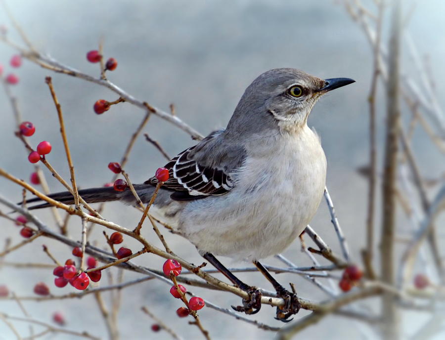 Mockingbird is Waiting for Spring Photograph by Lyuba Filatova