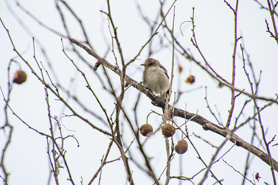 Mockingbird Photograph - Mockingbird by Jean Haynes