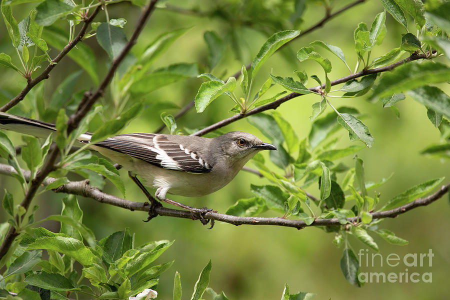 Mockingbird Photograph by Jeannette Hunt