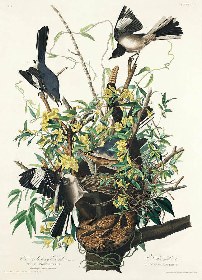 Mockingbird. John James Audubon Mixed Media by John James Audubon