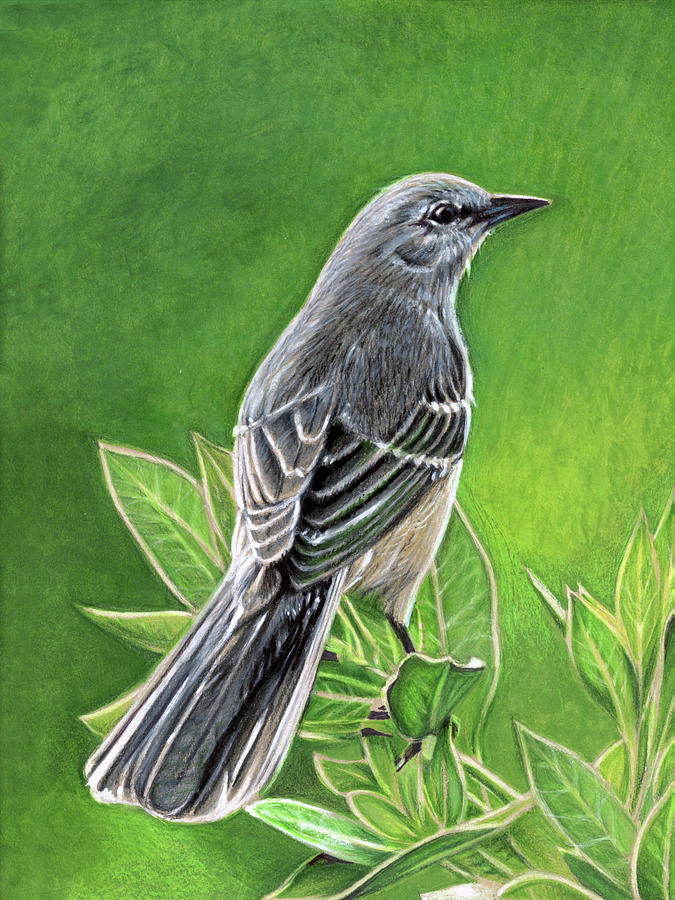 Great How To Draw A Mockingbird in the world The ultimate guide 