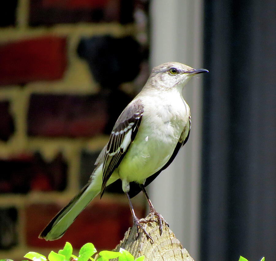 Mockingbird Photograph by Linda Stern