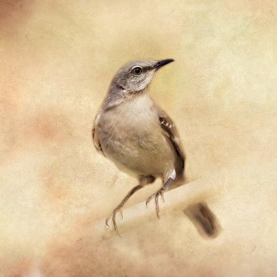 Mockingbird Photograph by Marjorie Whitley