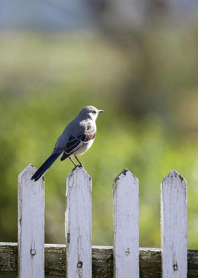 Mockingbird on a Fence Photograph by Rachel Morrison