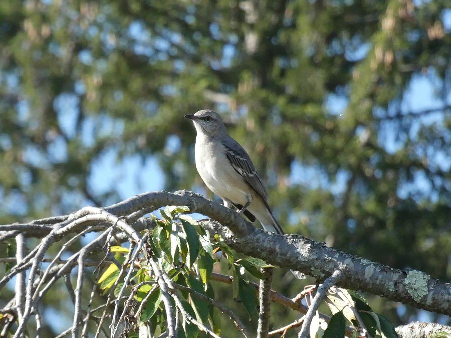 Mockingbird on Branch Photograph by Sharon Gucker - Fine Art America