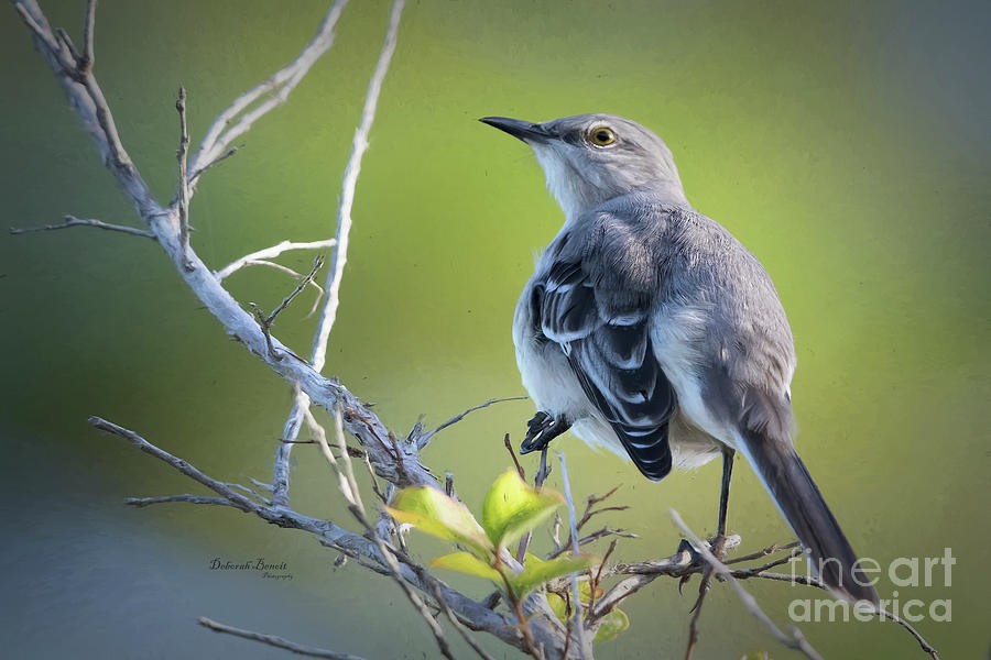 Mockingbird Painting Photograph by Deborah Benoit