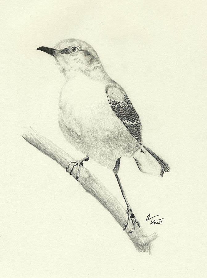 Mockingbird, Paso Robles, CA Drawing by Robert Voorheis - Fine Art America