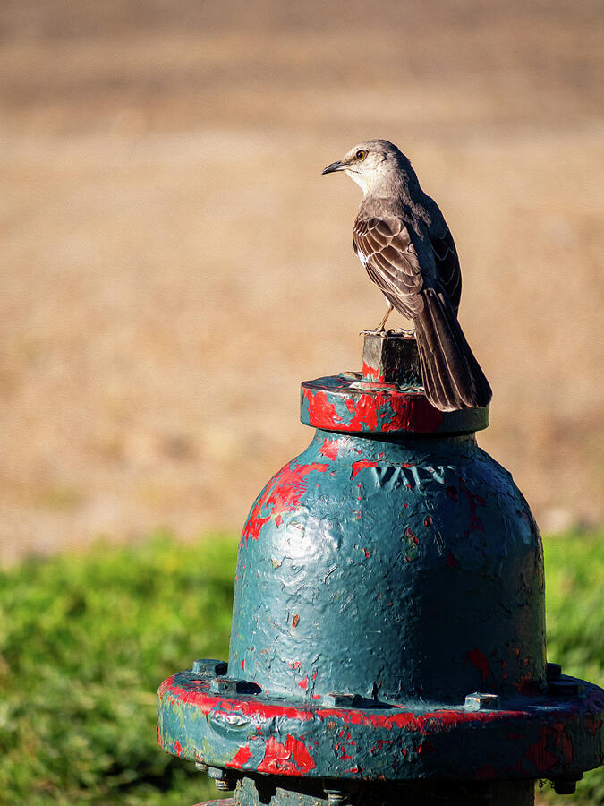 Mockingbird Perched on a Colorful Hydrant - Oil Painting Style Photograph by Rachel Morrison Mockingbird Perched on a Colorful Hydrant - Oil Painting Style Photograph by Rachel Morrison