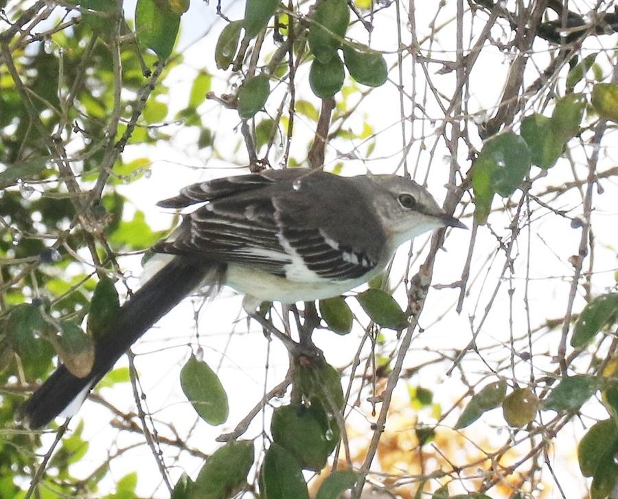 Mockingbird Perching in Branches of Ice Photograph by Sandra Kent ...