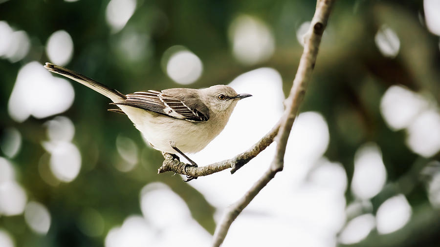 Mockingbird Photograph by Rachel Morrison