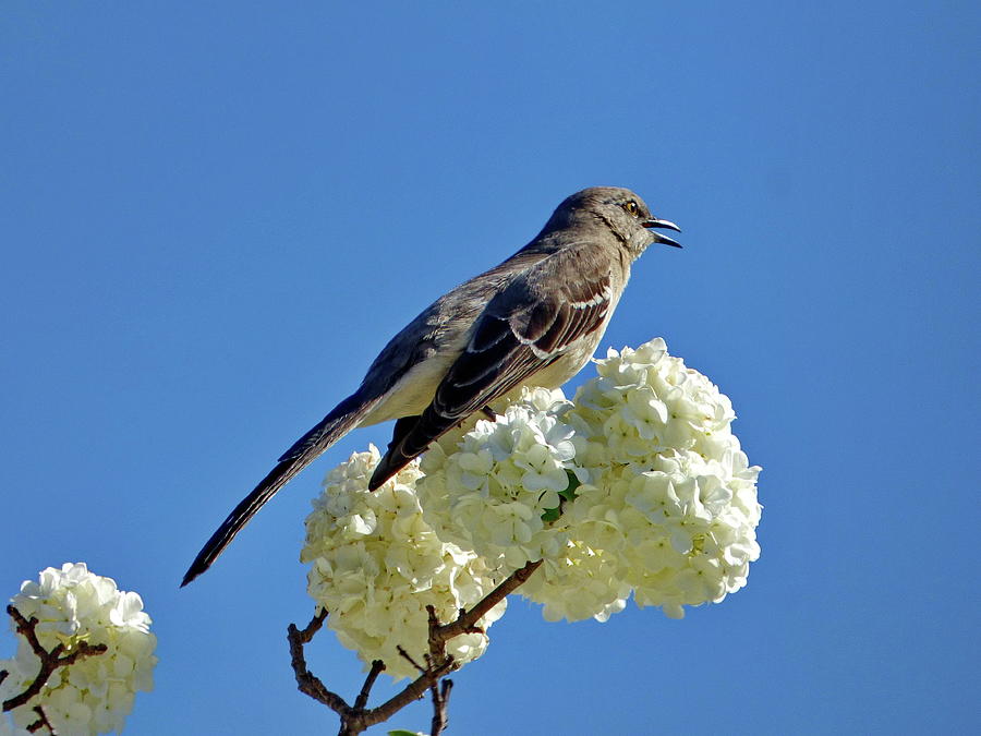 Mockingbird Singing all Day Photograph by Lyuba Filatova