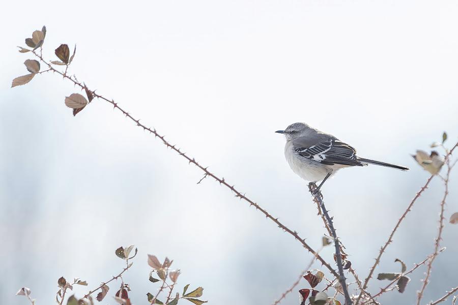 Mockingbird Winter Photograph by Debbie Karnes