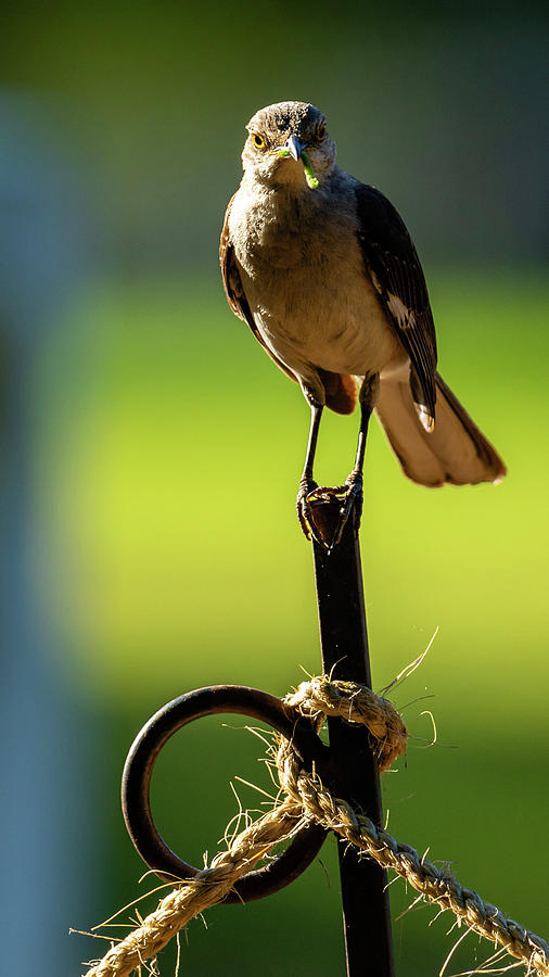 Mockingbird with a Caterpillar  Photograph by Rachel Morrison