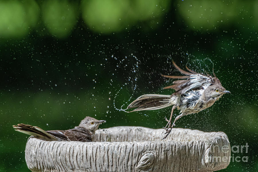Mockingbirds in Bird Bath Photograph by Bonnie Barry