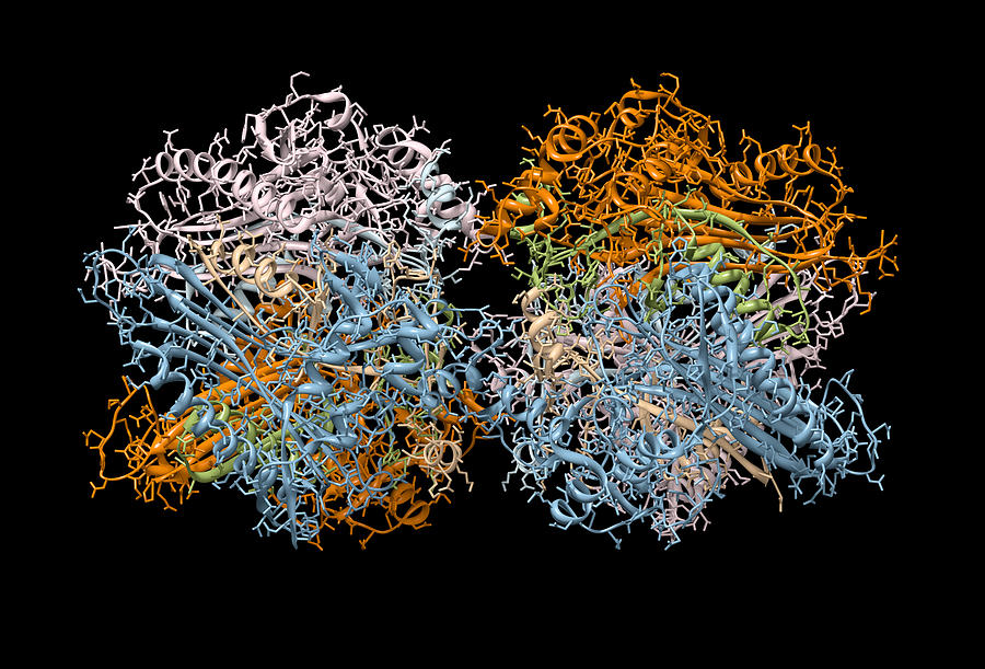 Model of Immunoglobin - An Antibody Photograph by Theasis