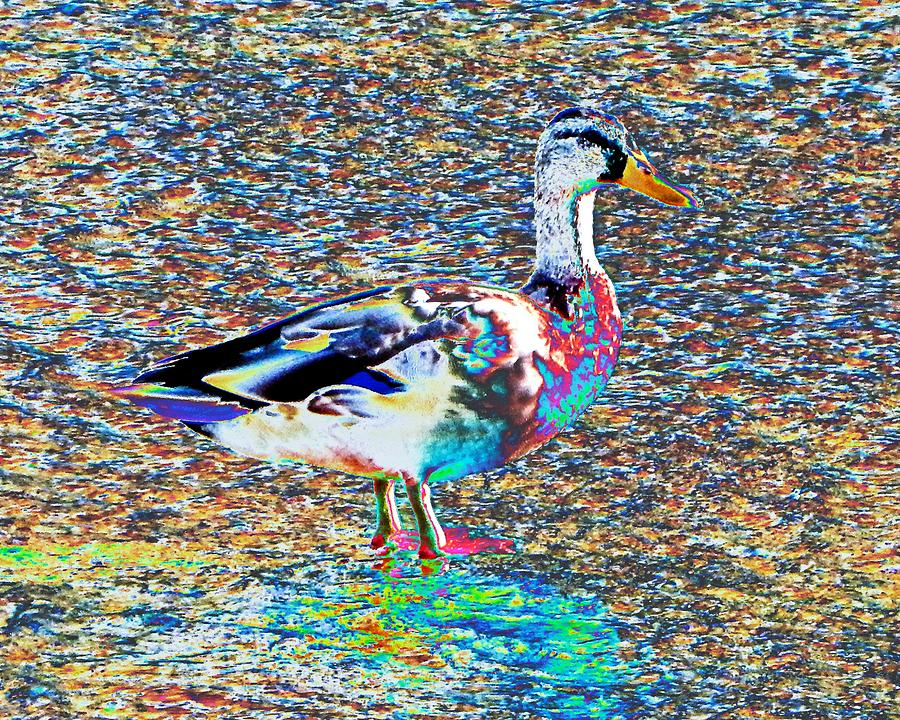 Modern Abstract Duck Photograph by Andrew Lawrence