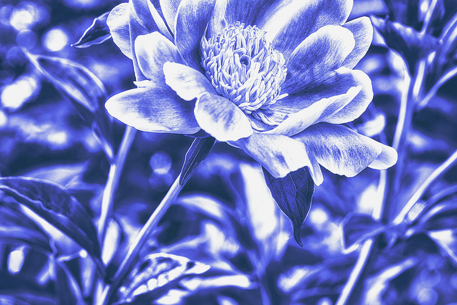 Modern Blue Peony Digital Art by Marianne Campolongo