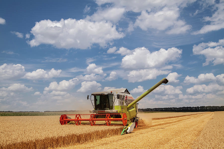 Modern Combine, Harvester Harvesting On Wheat Field Photograph