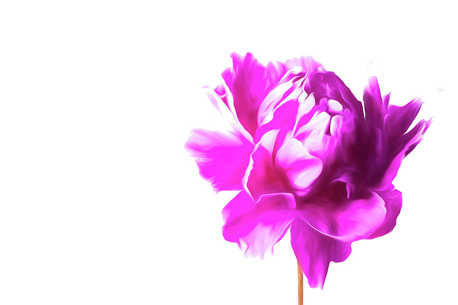 Flower Photograph - Modern Peony by Connie Carr