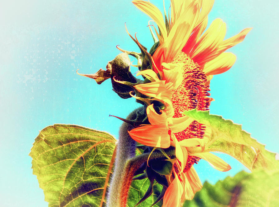 Modern Sunflower 3 Photograph by Marianne Campolongo