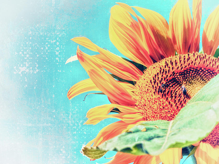 Modern Sunflower I Digital Art by Marianne Campolongo