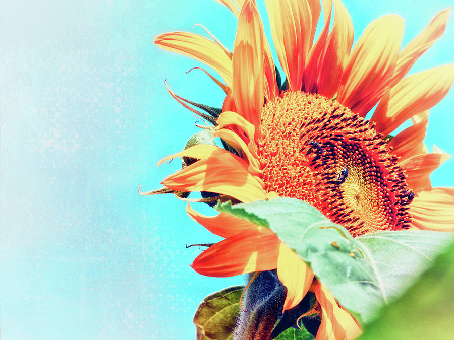Modern Sunflower II Digital Art by Marianne Campolongo