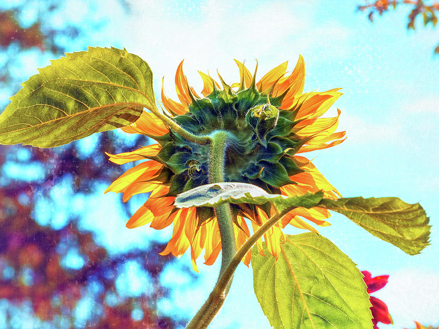 Modern Sunflower IV Photograph by Marianne Campolongo