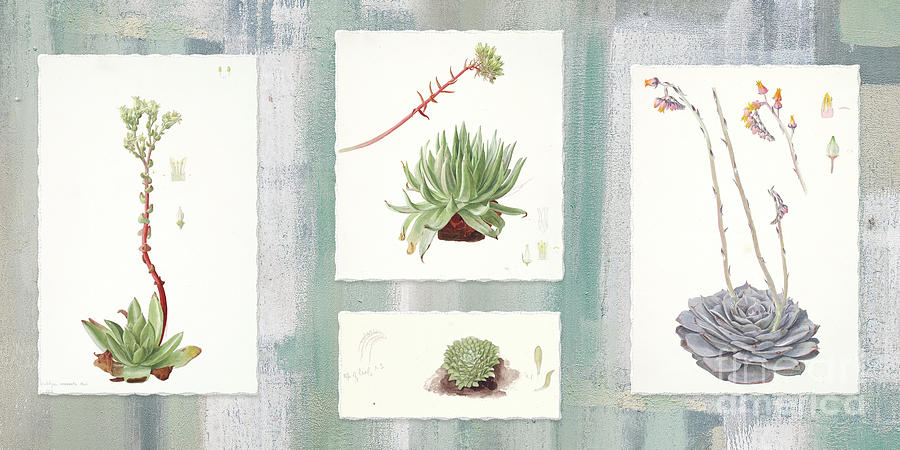 Modern Vintage Botanical Succulents Blue Gray Sage  Painting by Audrey Jeanne Roberts