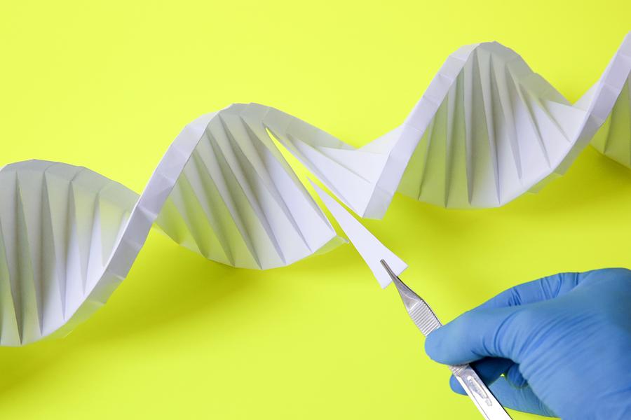 Modifying DNA, conceptual image Photograph by Craftsci/science Photo Library