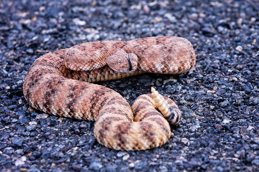 Mohave rattlesnake #8027 Photograph by Jack and Darnell Est