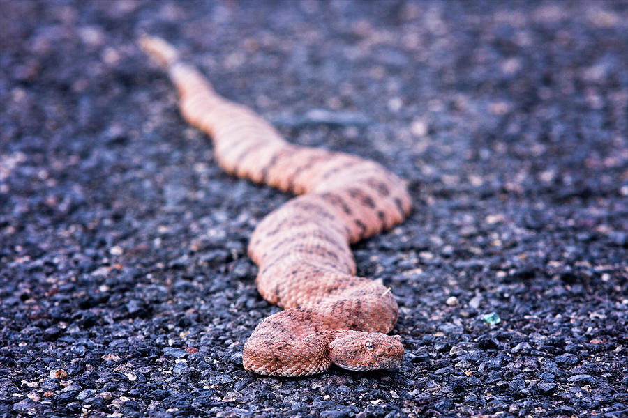 Mohave rattlesnake-#7980 Photograph by Jack and Darnell Est