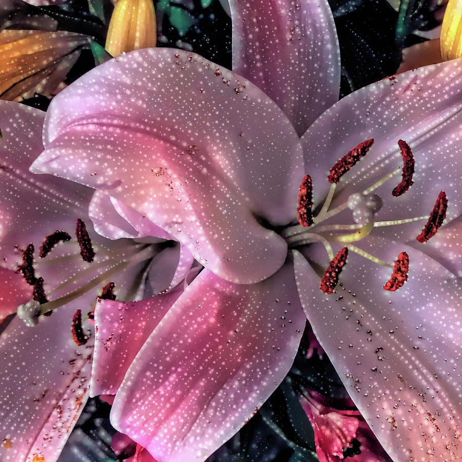 Moisture on the Lillies Photograph by Pheasant Run Gallery