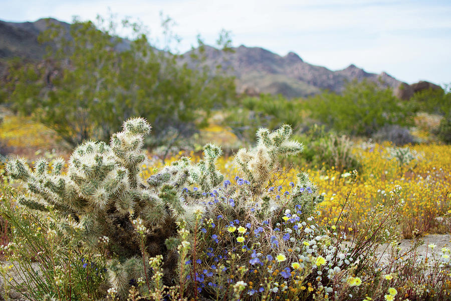 Mojave Desert Cactus And Wildflowers Photograph by Kyle Hanson