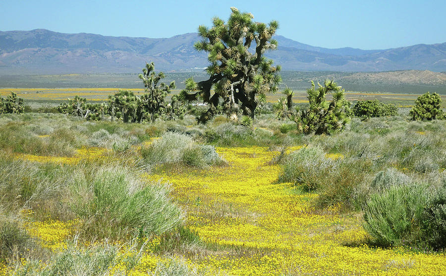 Mojave Desert California Goldfields and Joshua Trees Photograph by Ram Vasudev