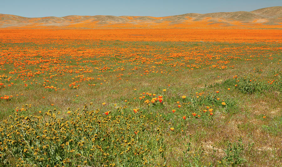 Mojave Desert Fiddlenecks and Poppies Photograph by Ram Vasudev