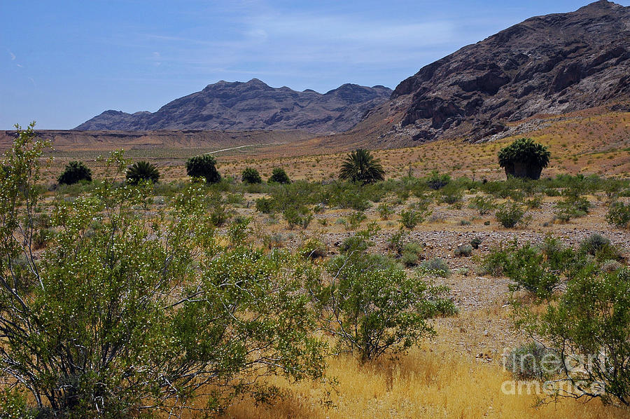 Mojave Desert in Nevada Photograph by Cindy Murphy